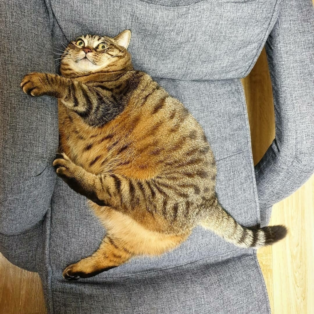 Толстый кот 20см серый