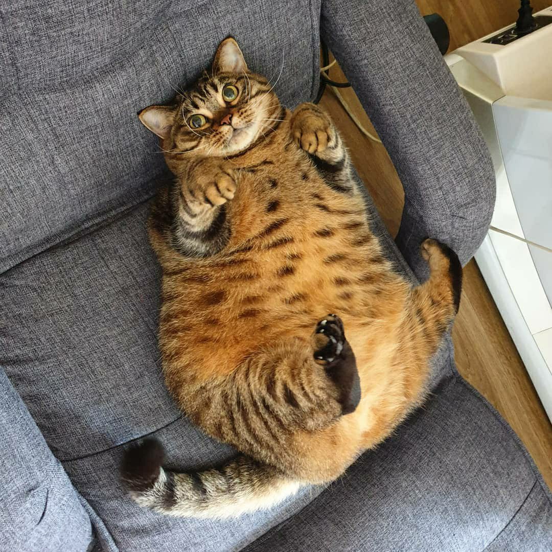 Смешной толстый кот - 72 фото
