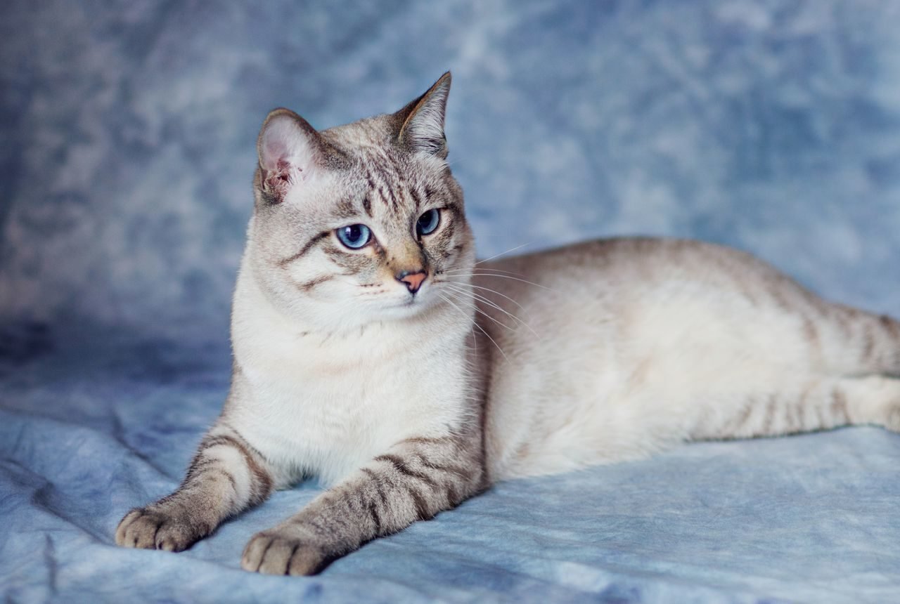 Тайская кошка окрас табби пойнт - 74 фото