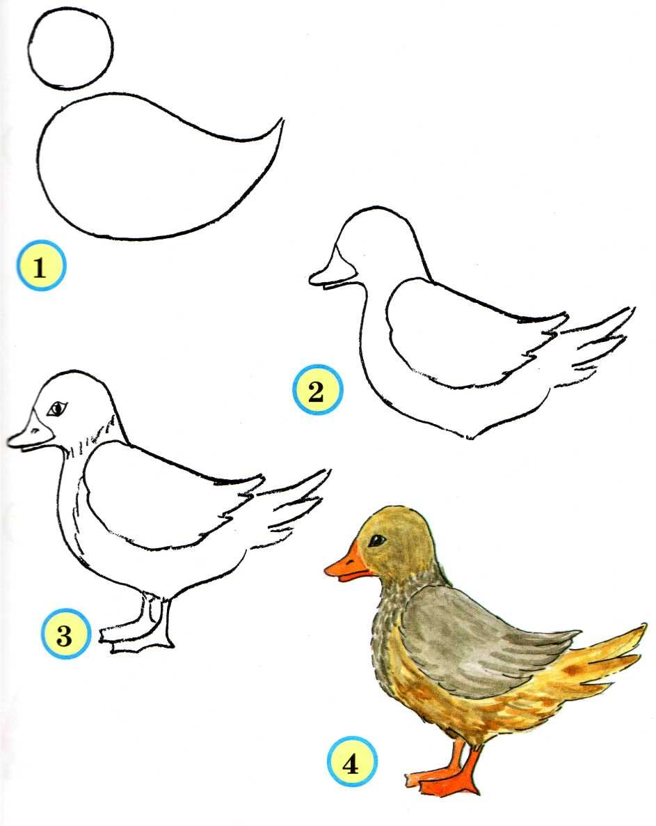 Поэтапное рисование домашних птиц