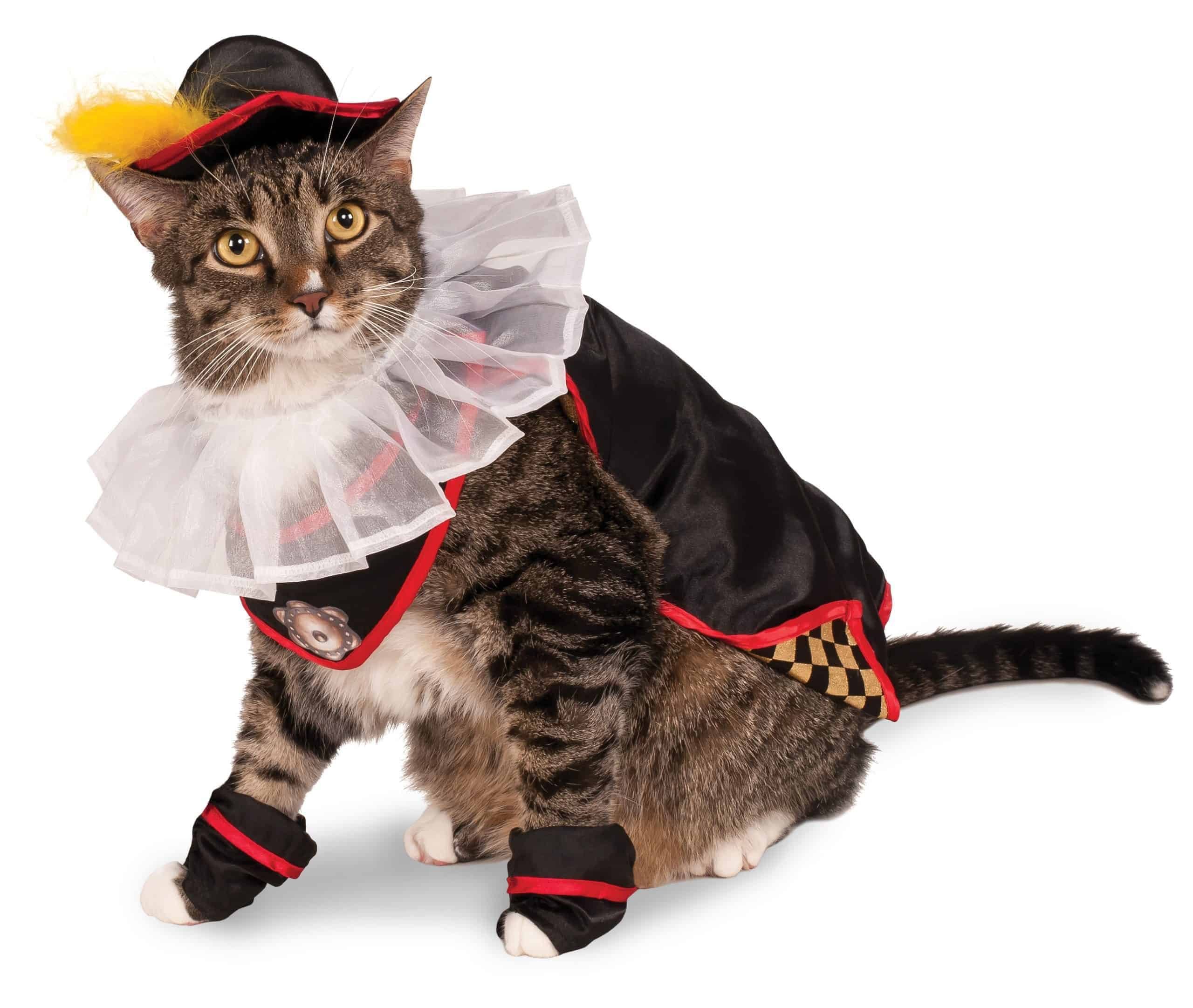 Костюм кота картинки. Одежда для кошек. Кот в костюме. Костюмы для котов. Костюм кошки.