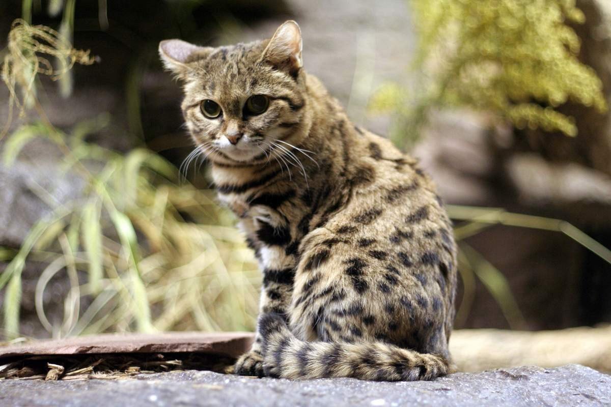 Чилийская кошка - 70 фото