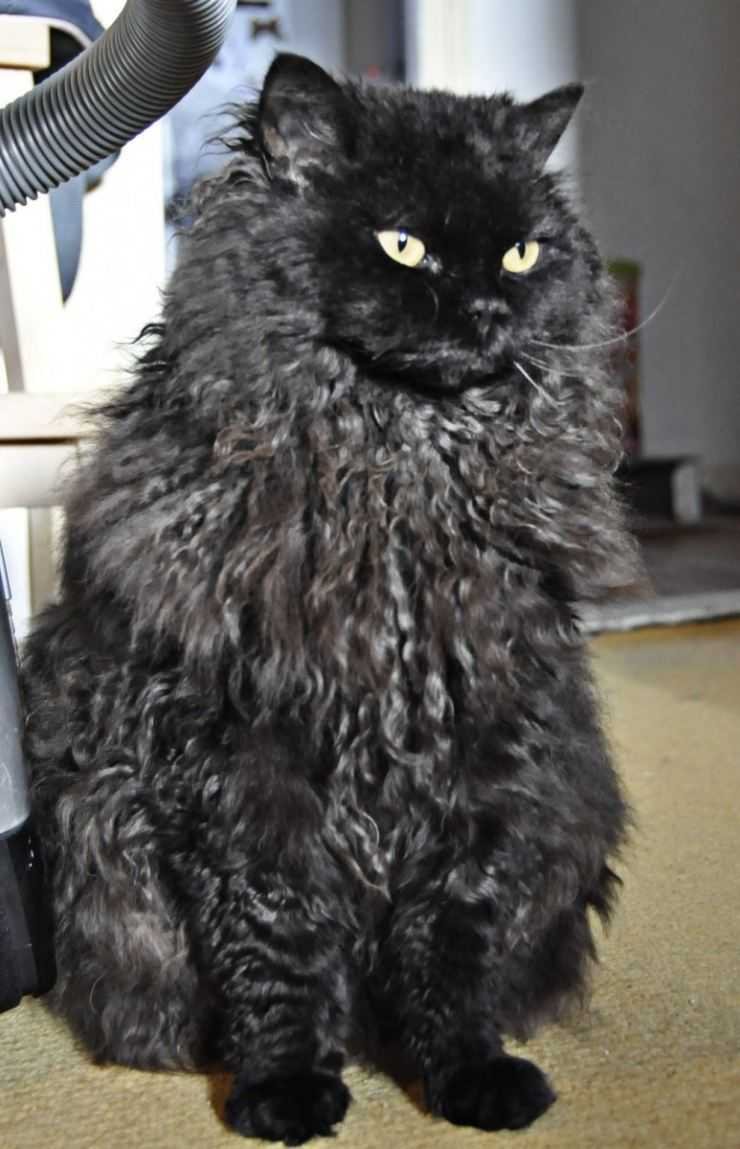 кудрявый черный кот