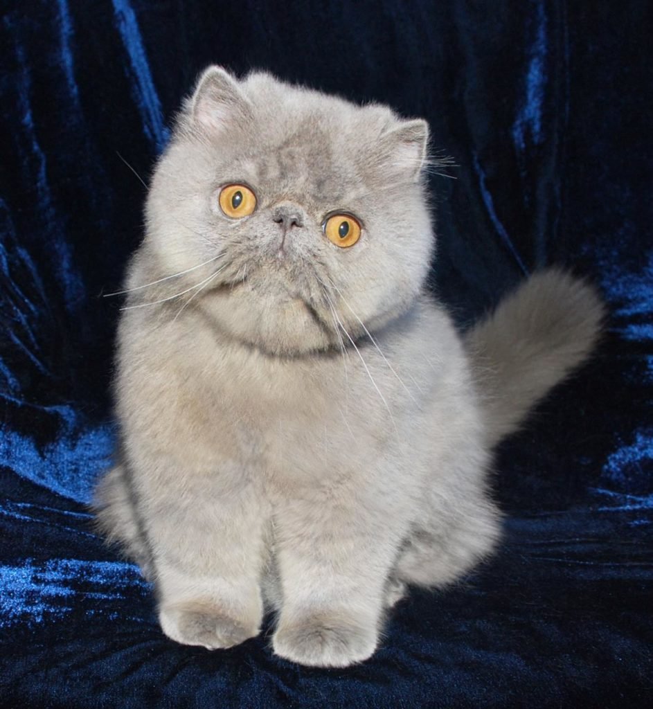 персидский вислоухий кот