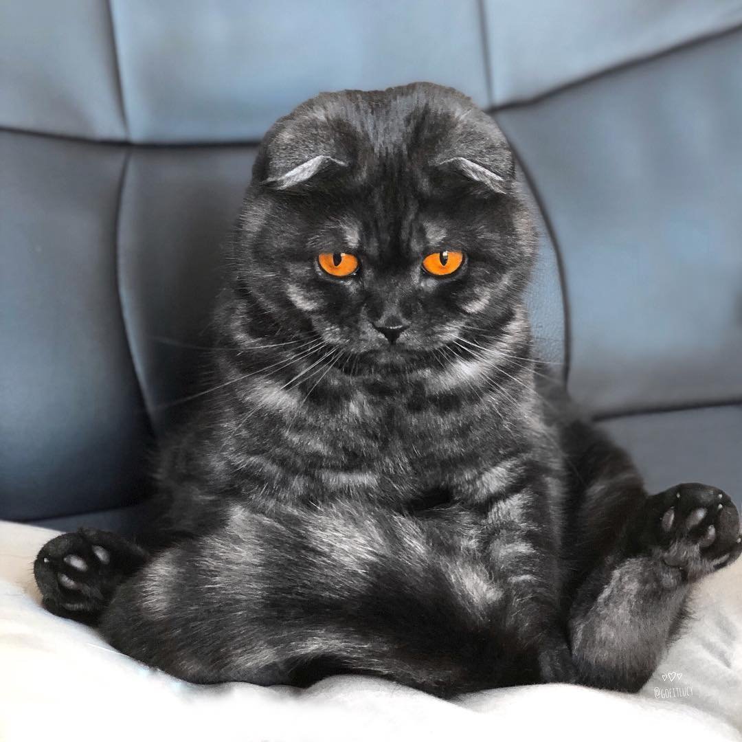 шотландский вислоухий кот черный дым