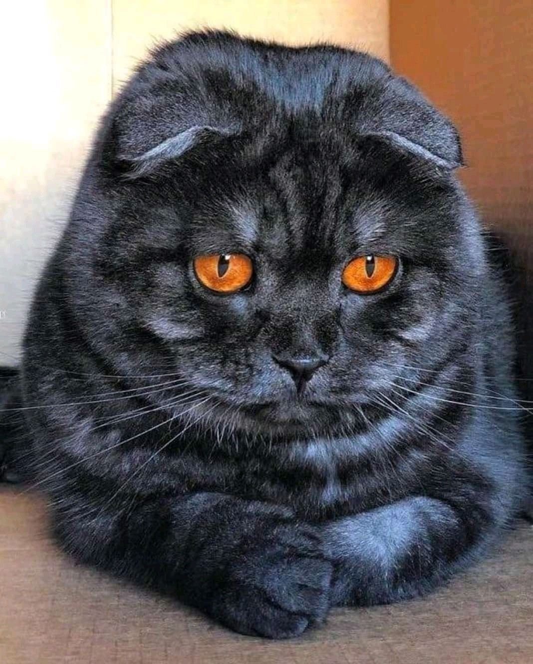 Черный дым шотландская кошка - 66 фото