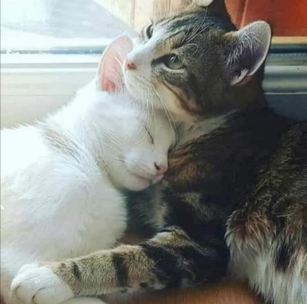 Рисунки коты целуются (41 фото)