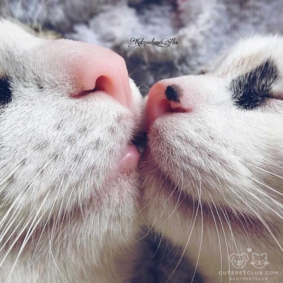 Котики целуются - картинки и фото balagan-kzn.ru