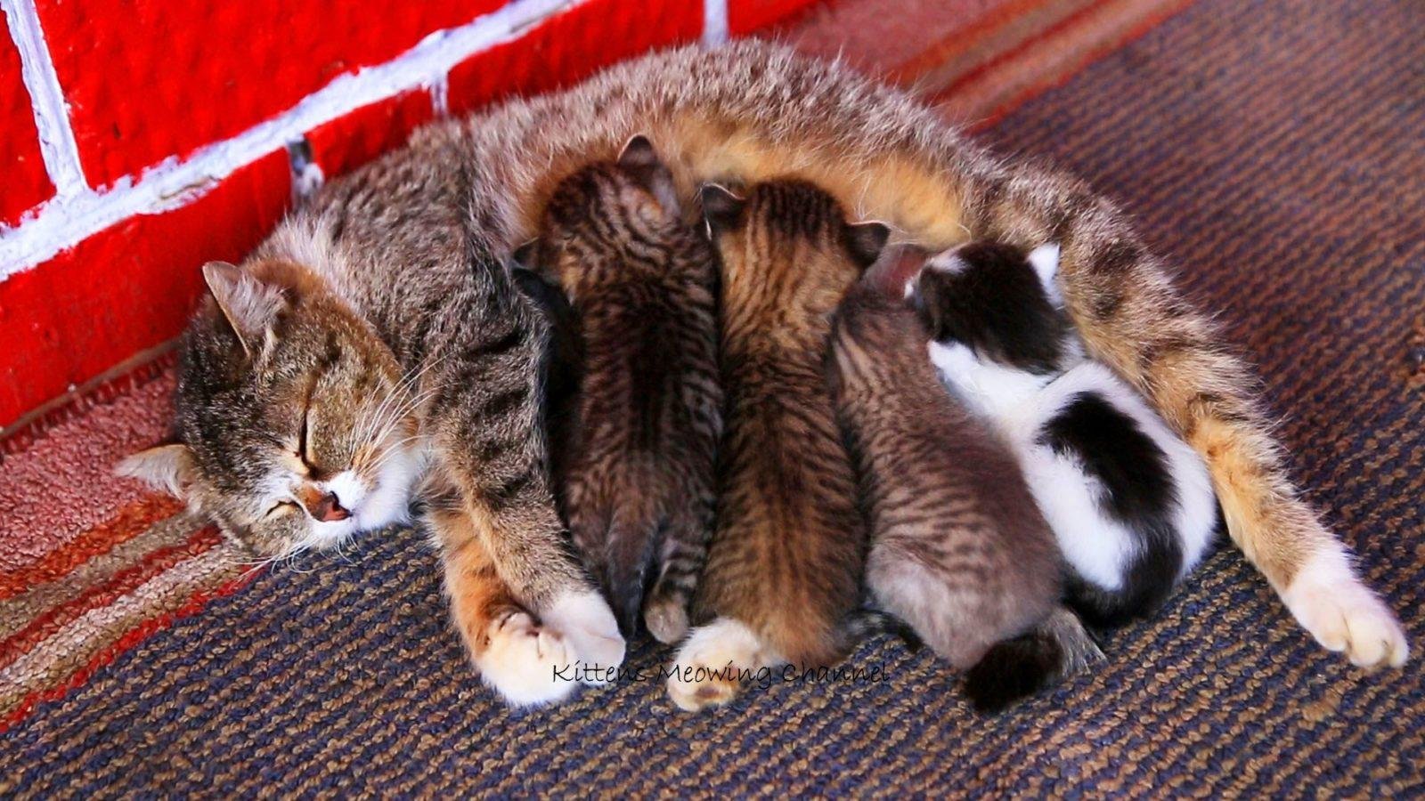 Забота о детенышах. Кошка с котятами. Забота кошки о котятах. Кошка заботится о потомстве. Кошка ухаживает за котятами.
