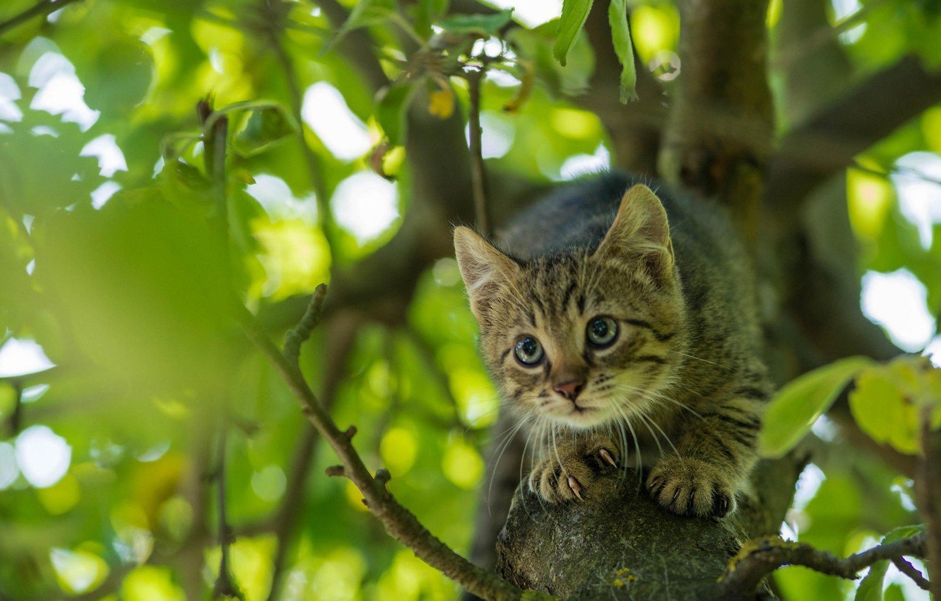 Рисунок кот на дереве - 74 фото