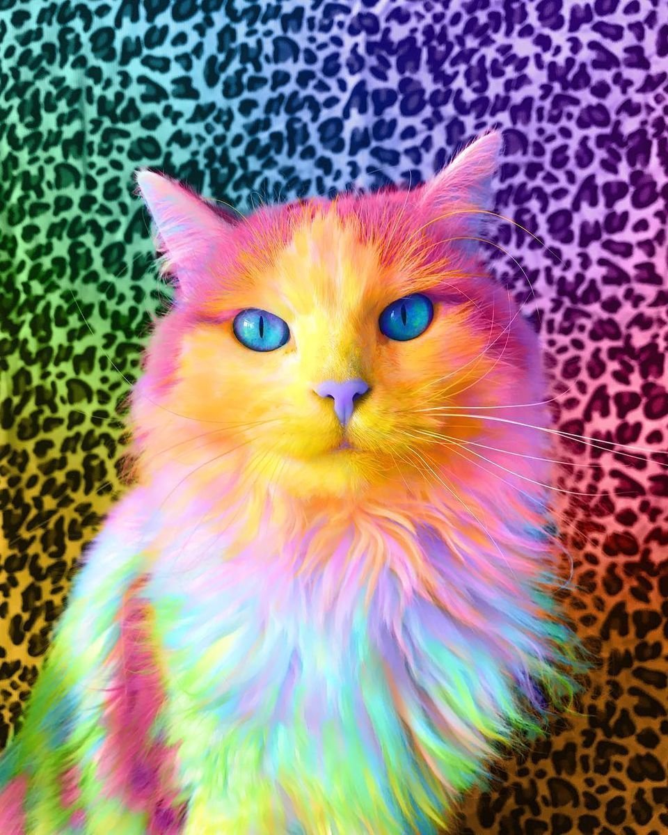 Разноцветные коты - 73 фото