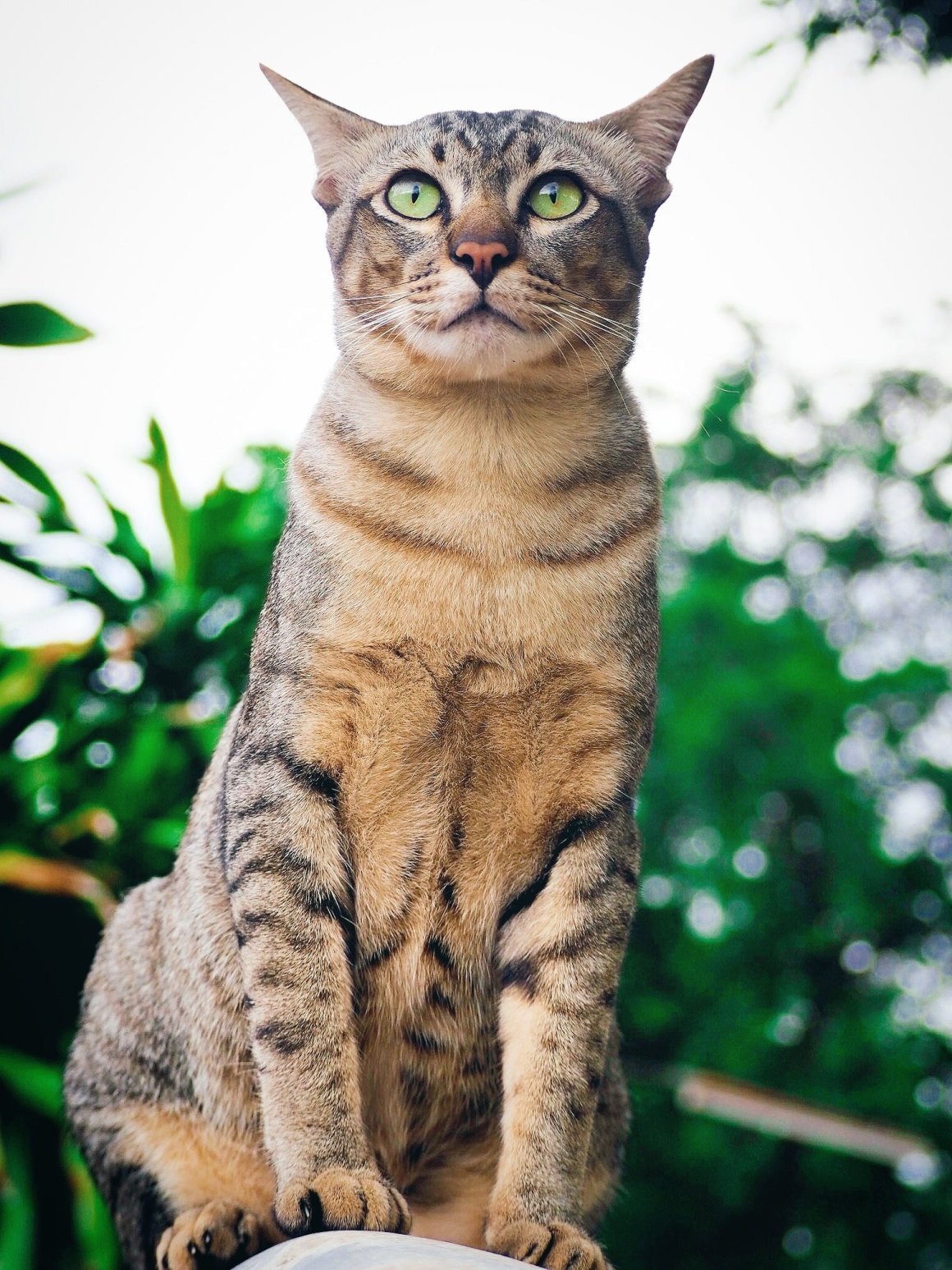 Бразильский кот - 57 фото