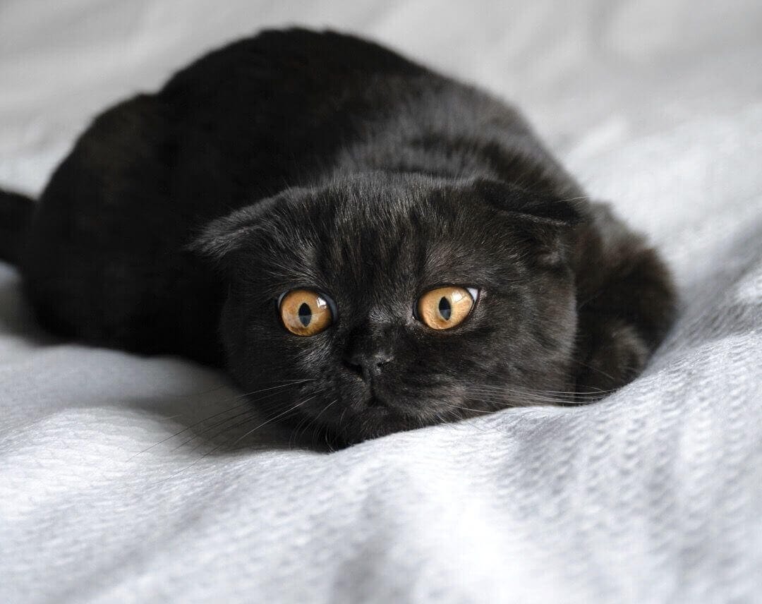 Шотландский вислоухий черный котенок - 67 фото