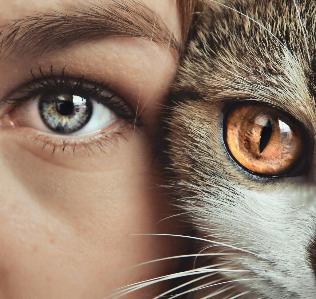 Кот с человеческими глазами - 62 фото
