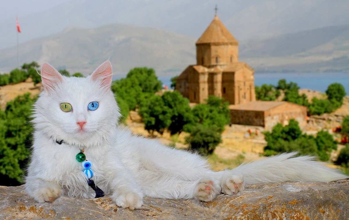 турецкий ван котята фото