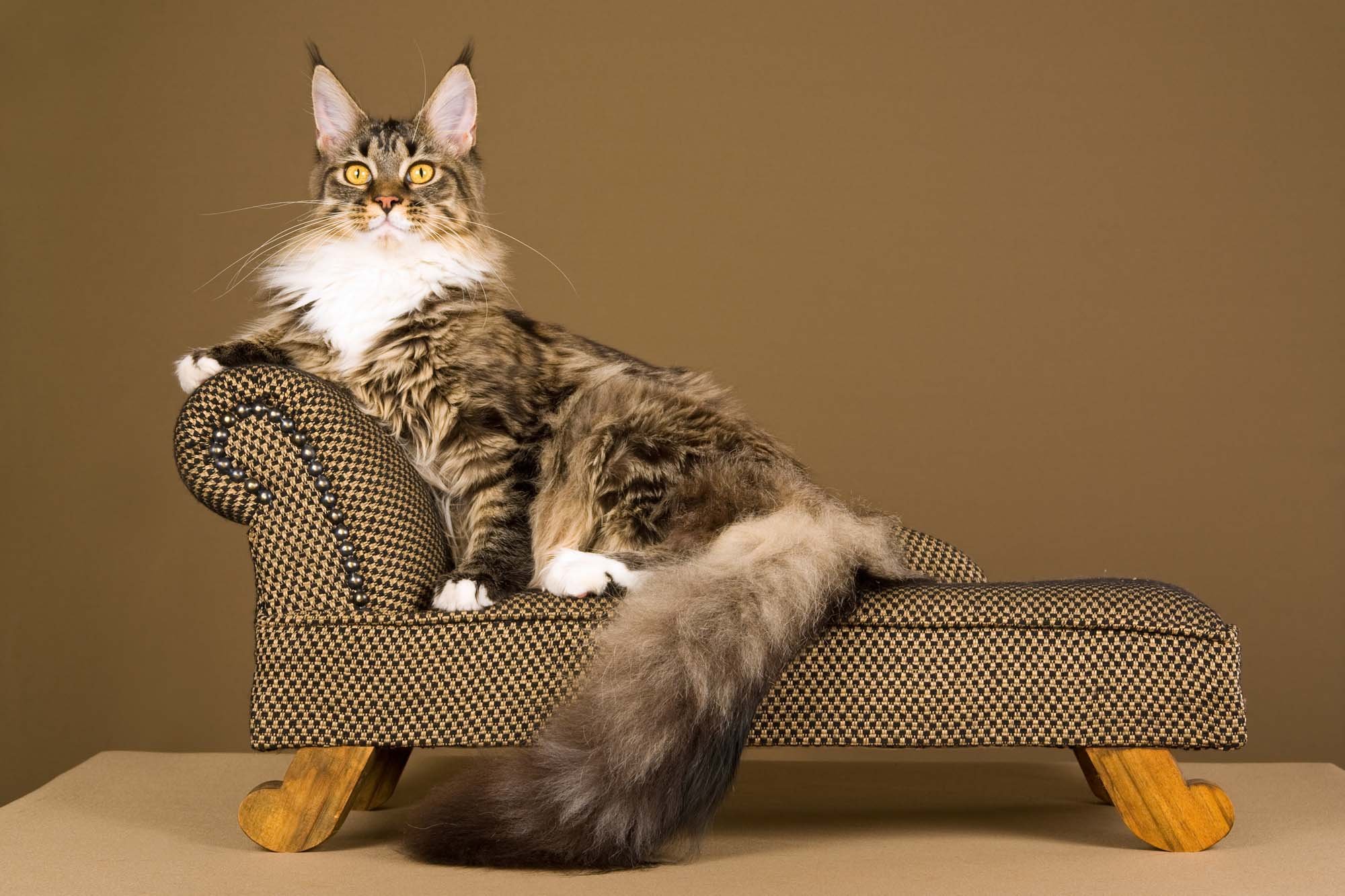 Кажется что дома кот. Диван кошка. Кот на диване. Коты на диване. Дом для кошки.