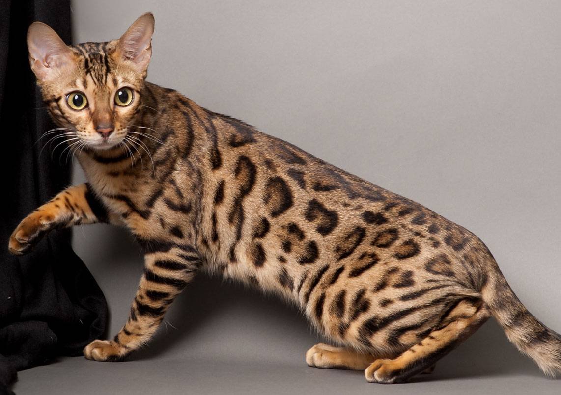 сенегальская кошка