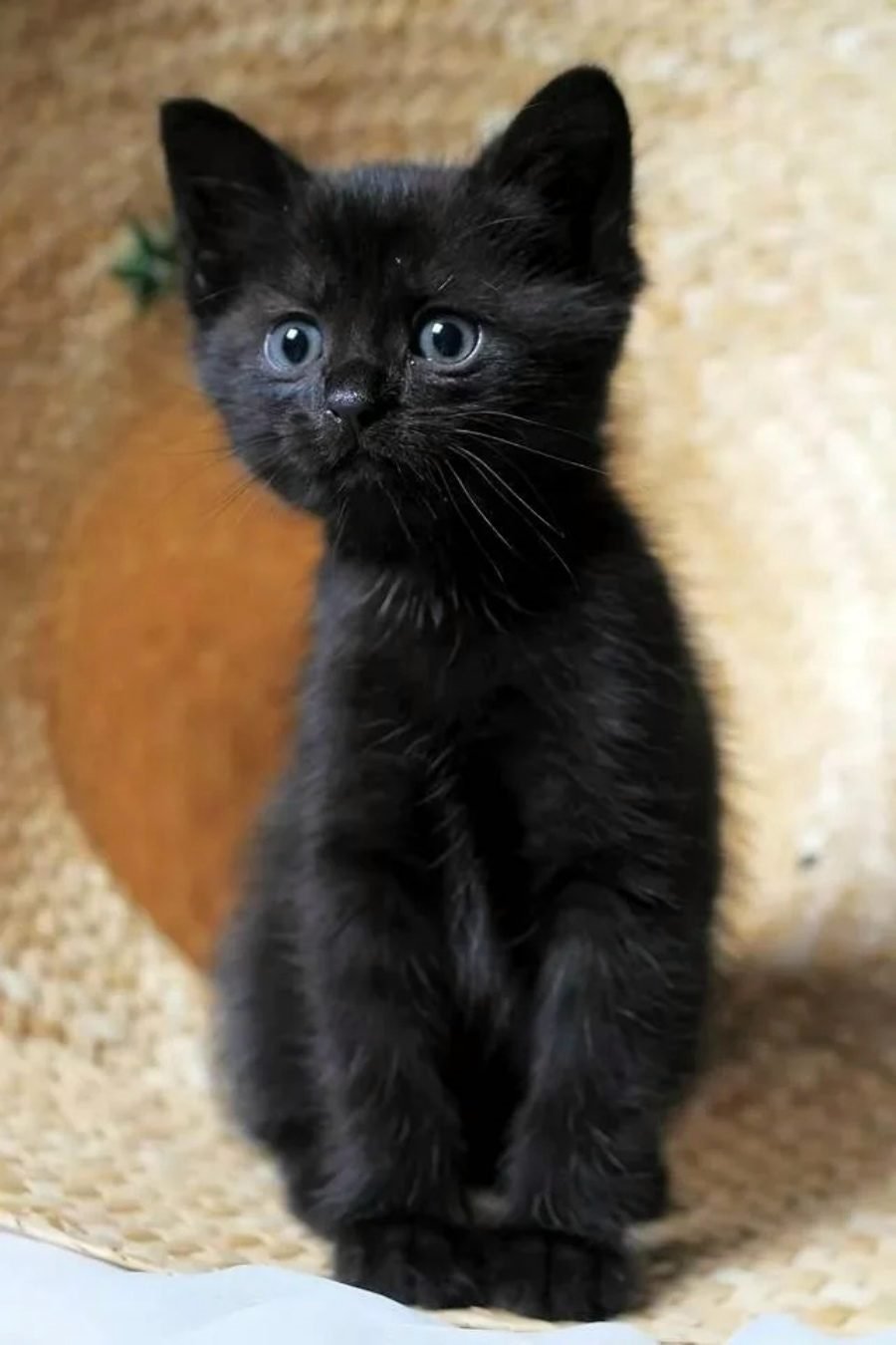 Как у полосатой кошки появился абсолютно чёрный котёнок. И как он в шкафу рос | Коты&Люди | Дзен
