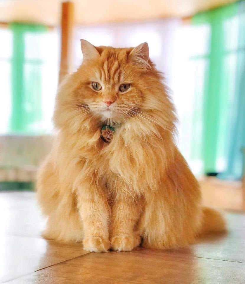 Рыжие сибирские котята - 69 фото