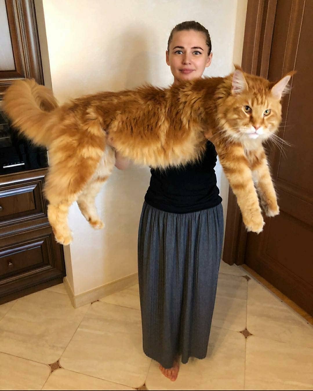 Самая большая порода кошек в мире - 73 фото