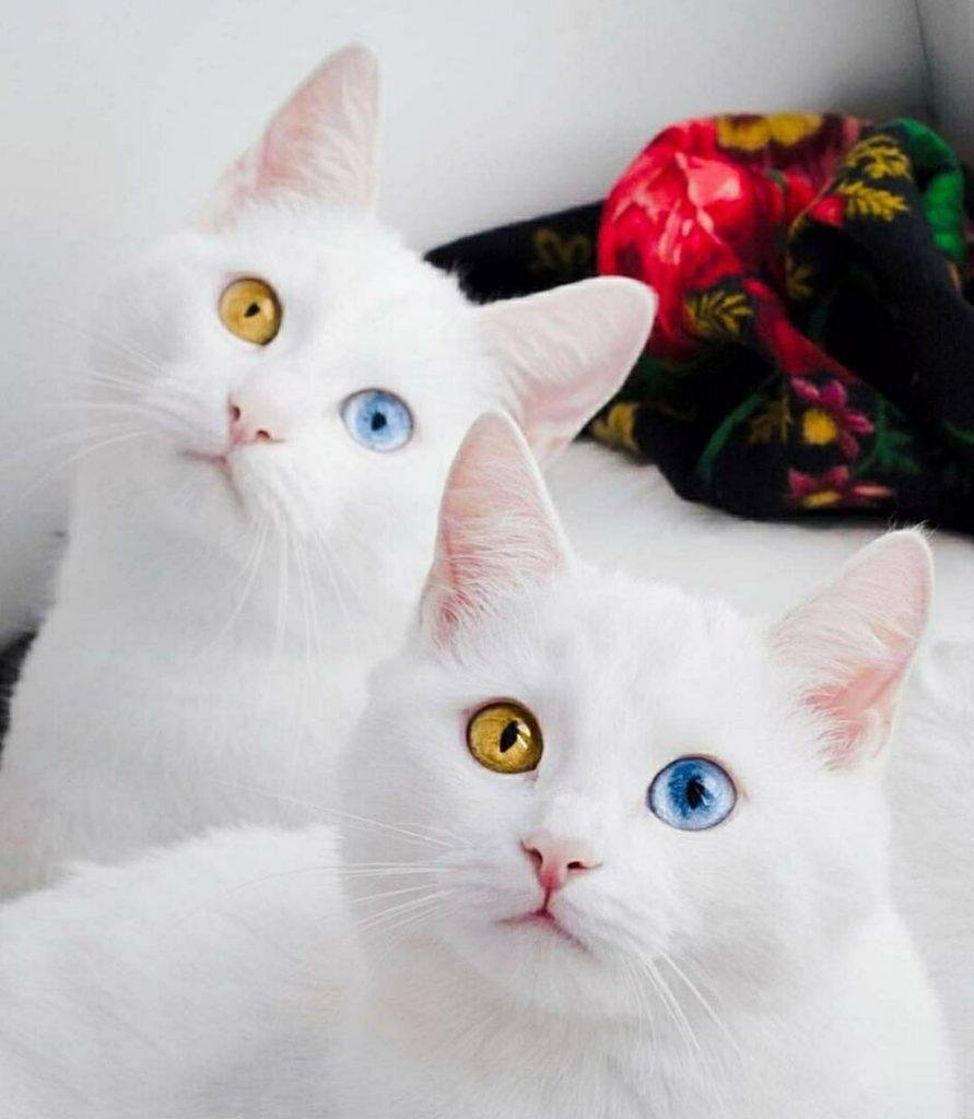 Кошка белая с разными глазами - 71 фото
