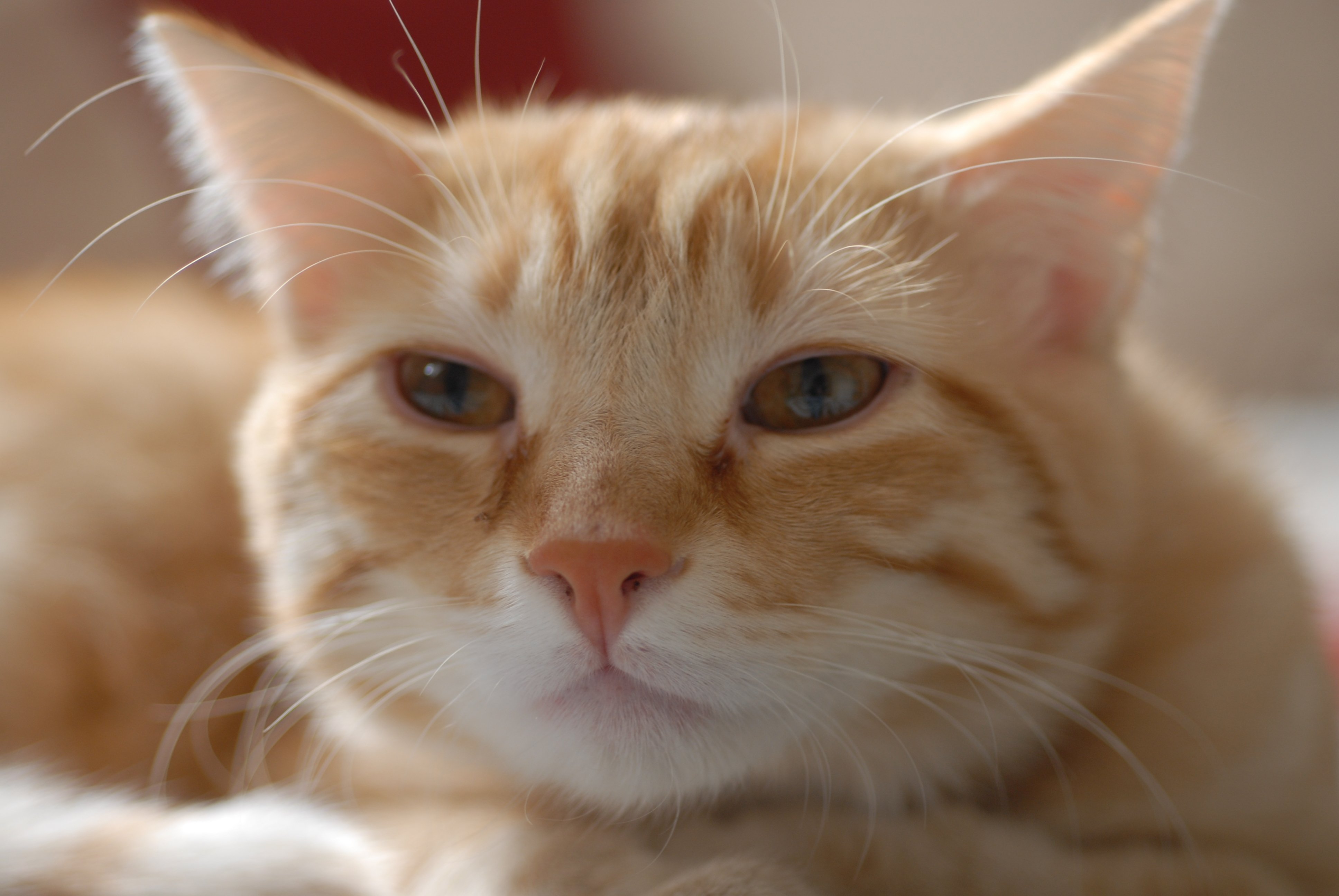 Рыжая короткошерстная кошка - 55 фото