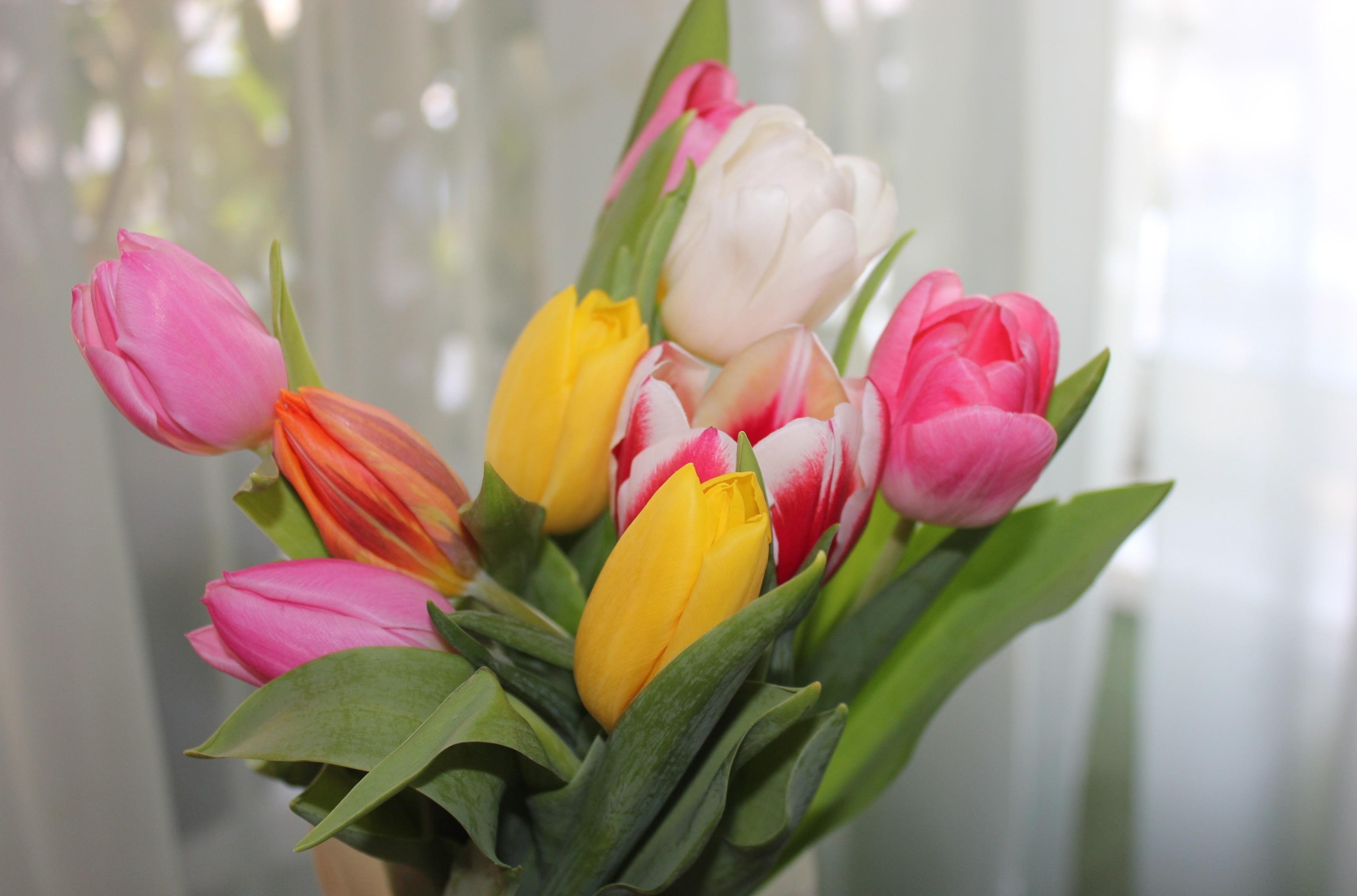 Самые красивые тюльпаны - 73 фото