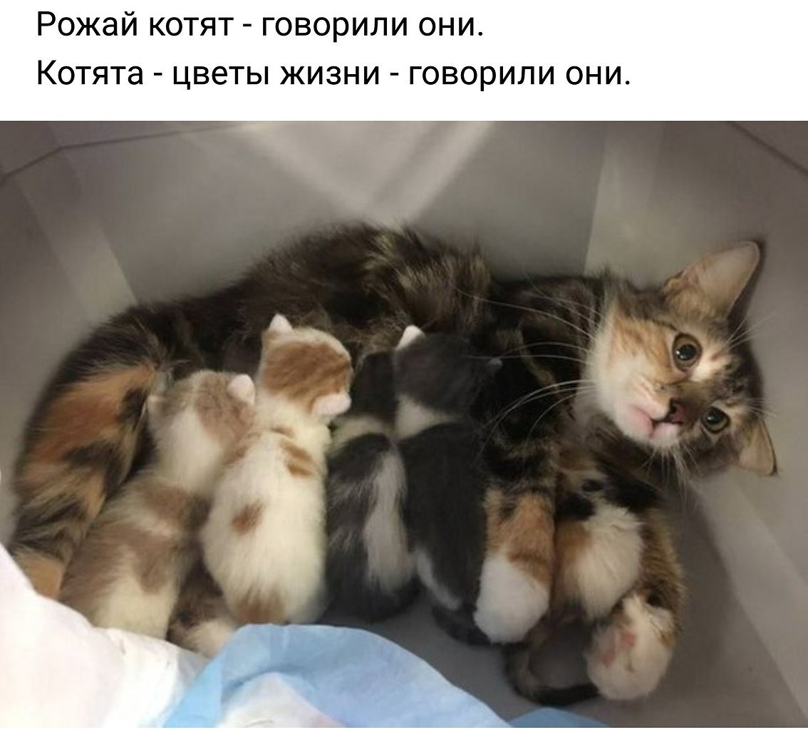 Зачем меня мать родила. Радость материнства кошка. Уставшая кошка с котятами. Радость материнства кошка с котятами. Котята с мамой.