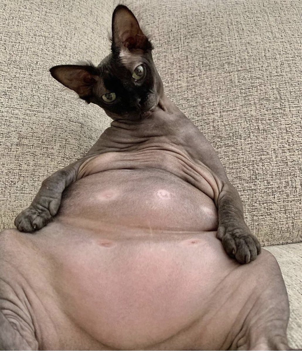 лысый жирный кот