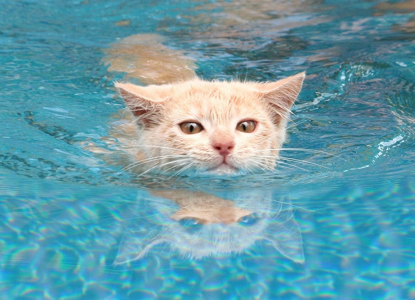 Кошка любил плавать. Котик в бассейне. Кот плывет. Кошка плавает. Кошка в воде.