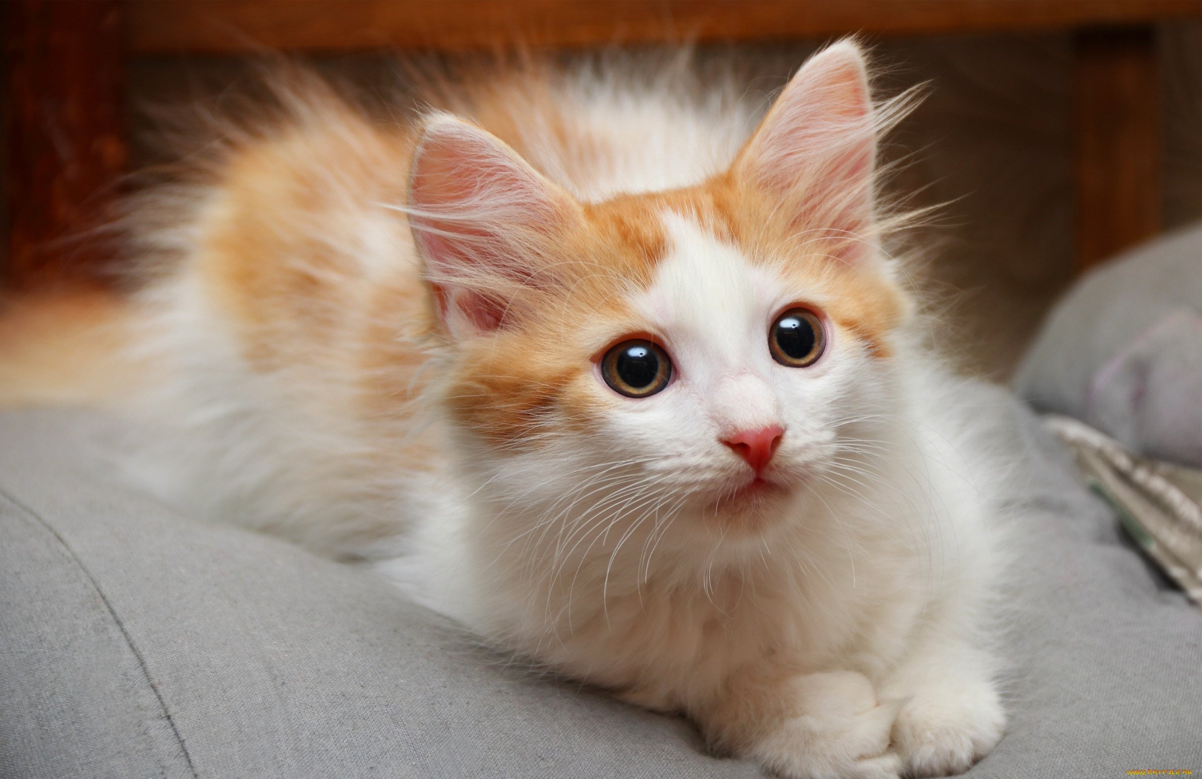 Рыже белый котенок - 69 фото