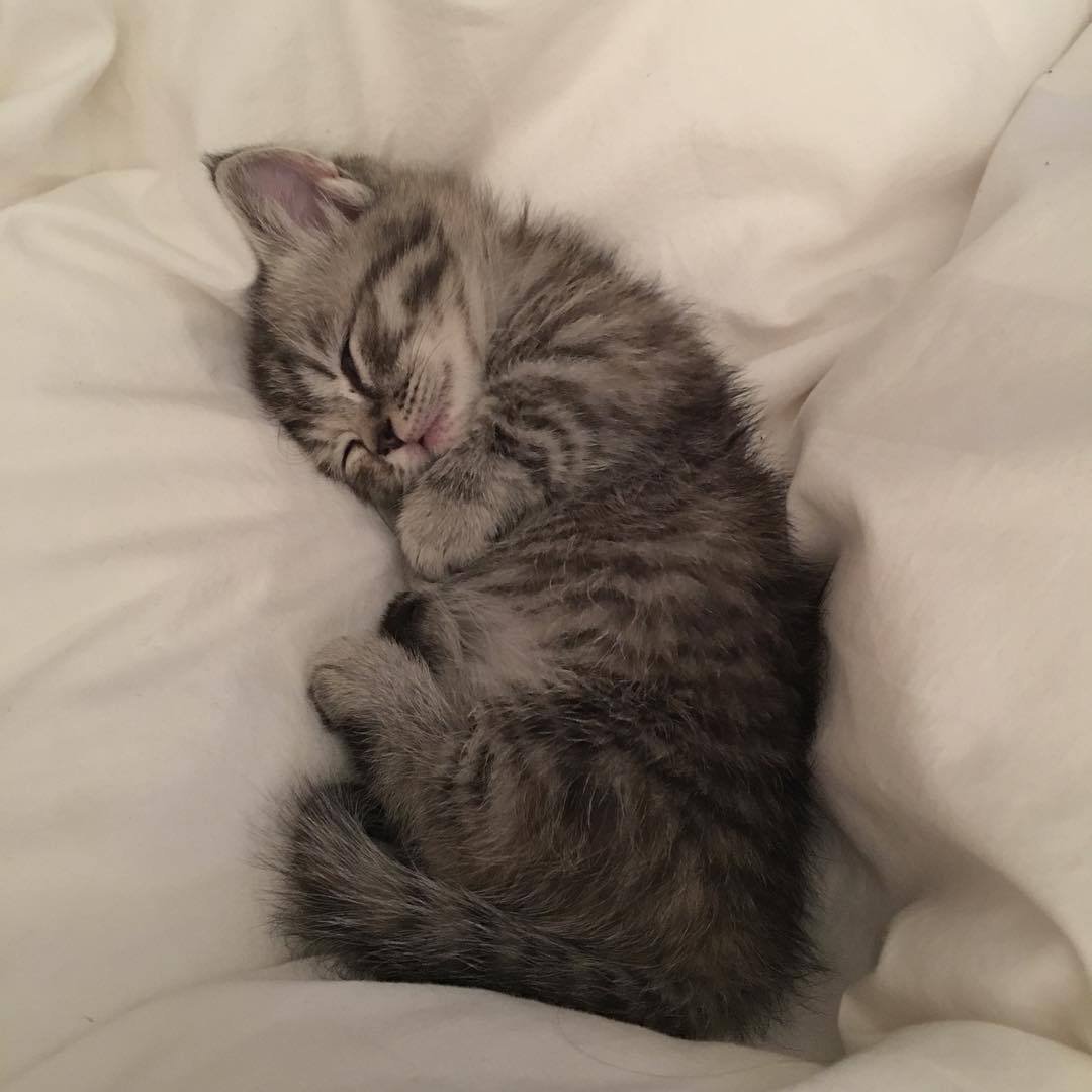 Милый спящий котенок - 71 фото