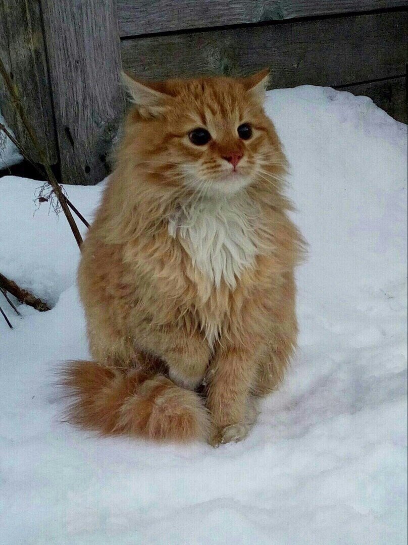 Замерзший кот