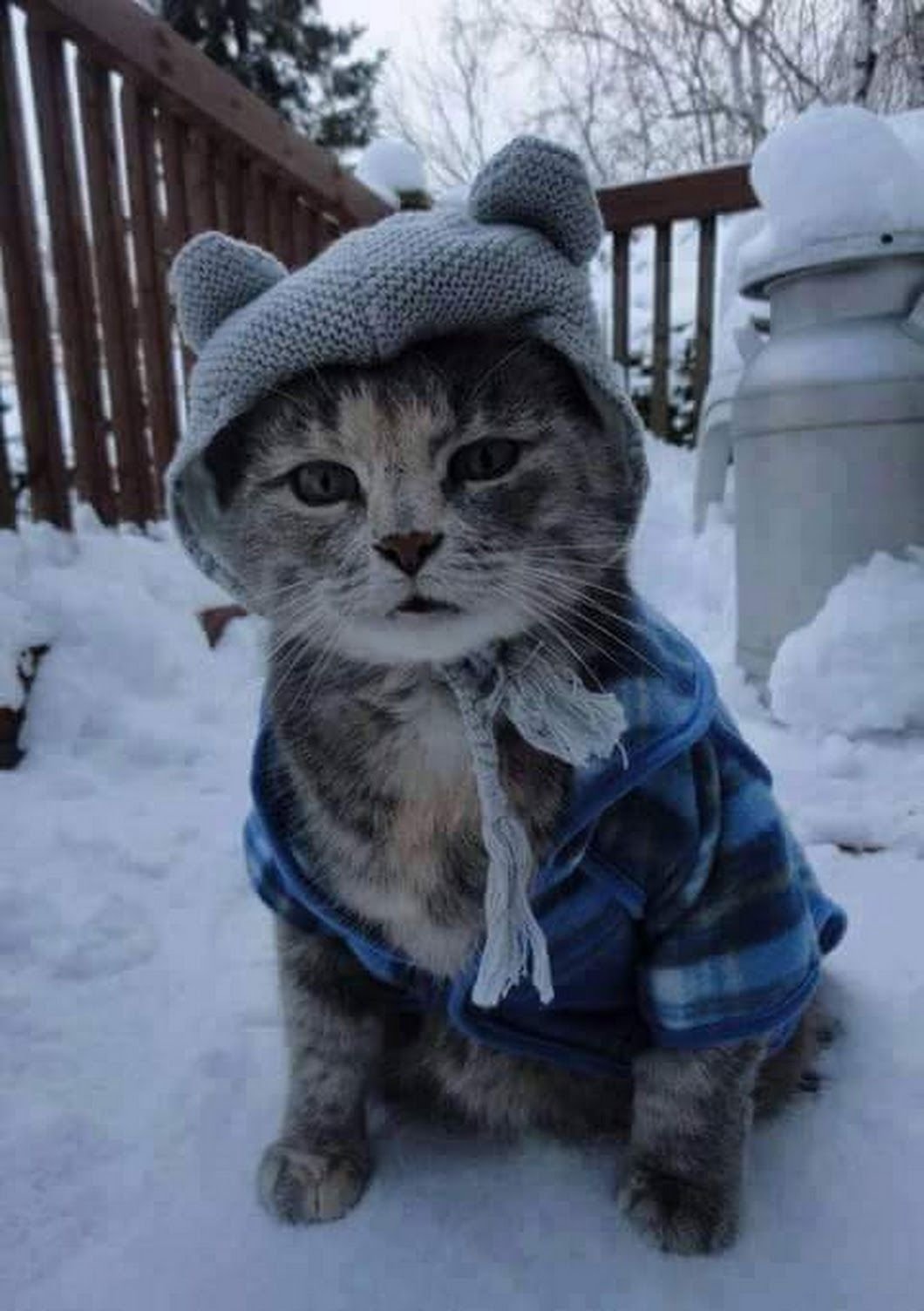 Почему одевайтесь теплее. Кот замерз. Кот в шапке. Кот мерзнет. Котик замерз.