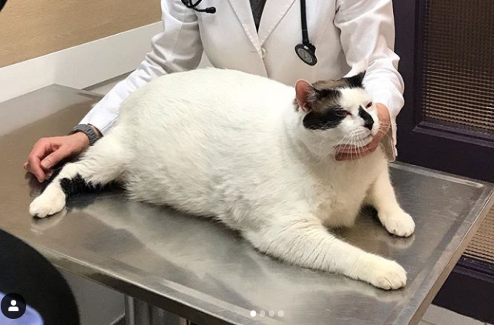 Толстого кота в мире. Самый толстый кот в мире химми. Кот химми 21 кг. Самый жирный кот в мире 1000000000кг. Кошка химми 22 кг.