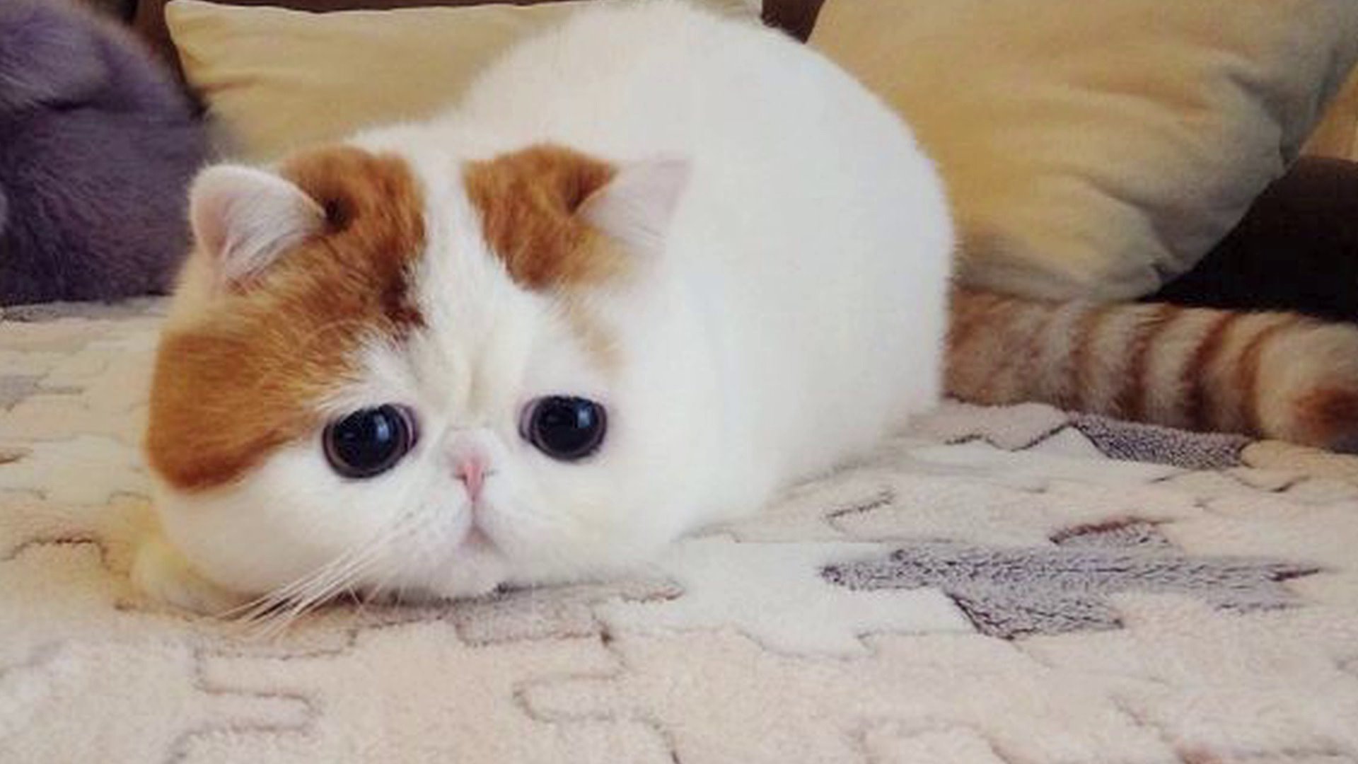 Порода самой милой кошки. Японский кот Снупи. Экзот кошка. Коты экзоты Снупи. Манчкин экзот.