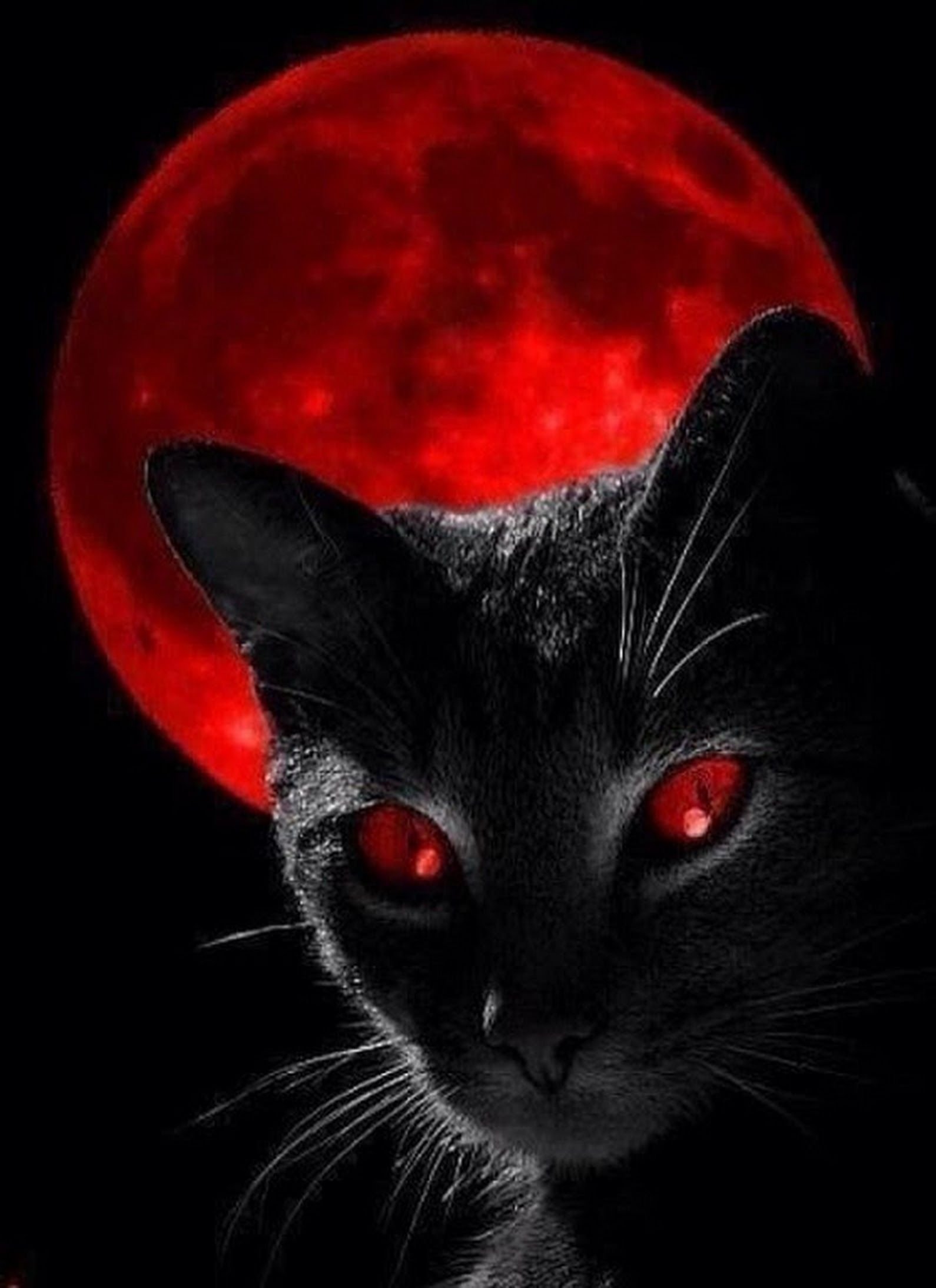 Кот с красными глазами - 63 фото