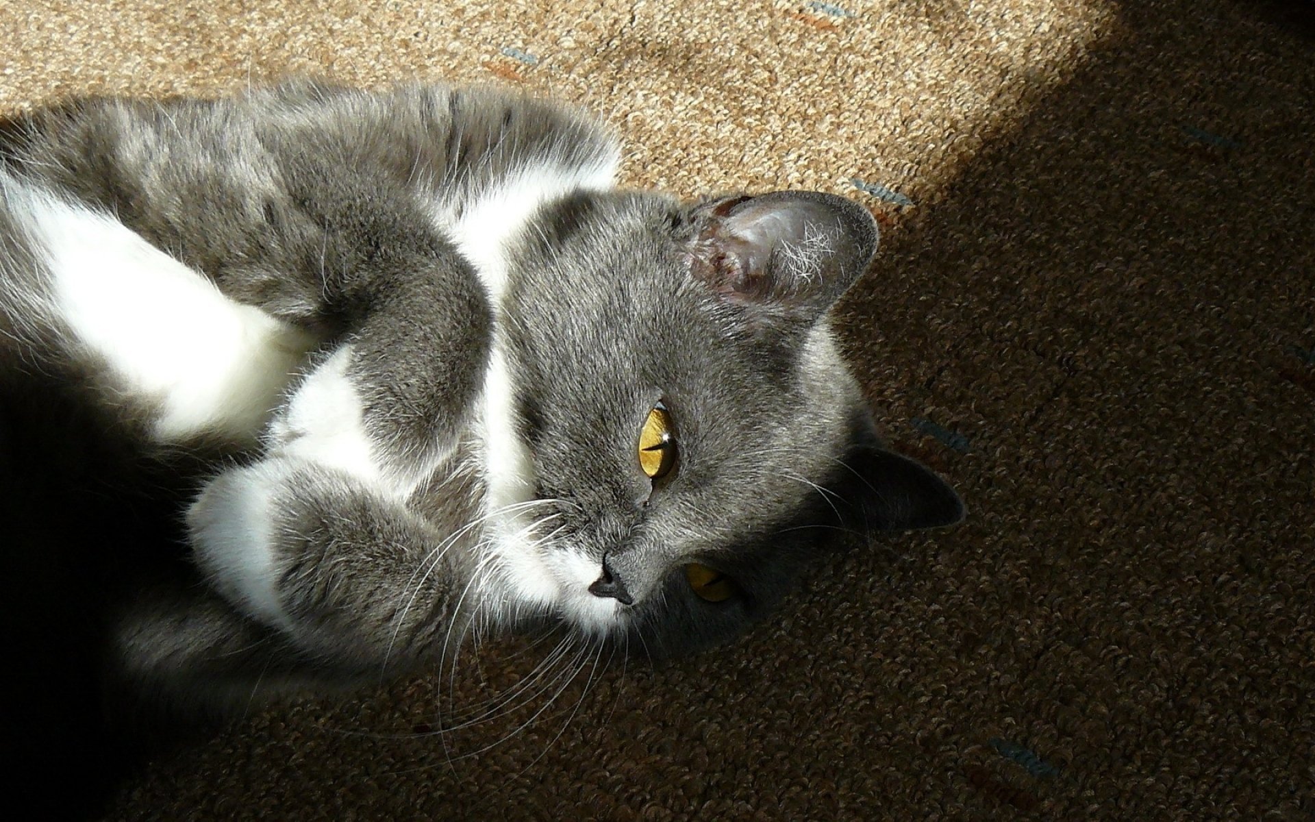 Серая кошка с черными пятнами. Сибирская дымчатая короткошерстная биколор. Серый биколор европейская кошка. Серо белая кошка. Серый котенок с белыми лапками.