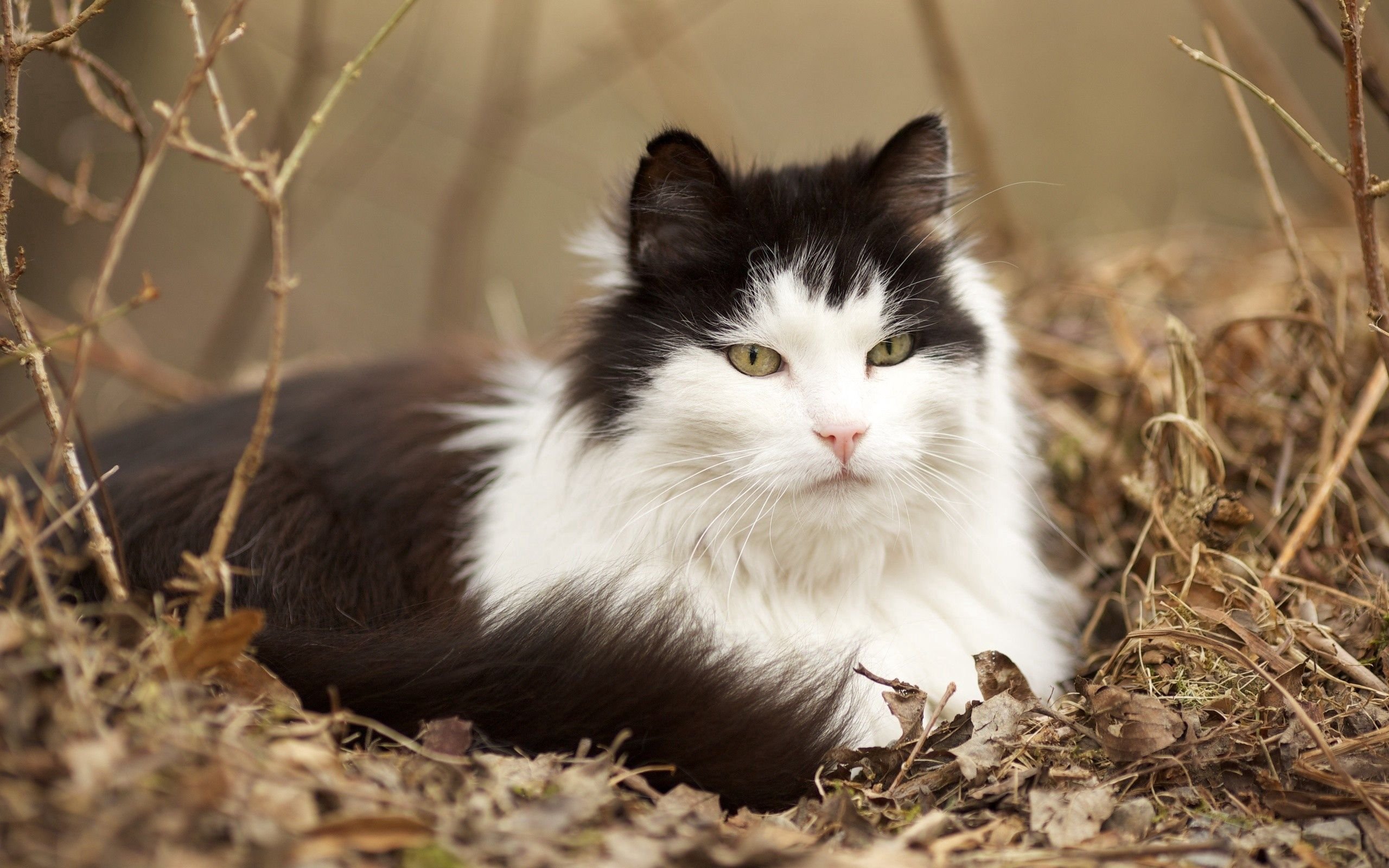 Пушистый черно белый кот - 51 фото
