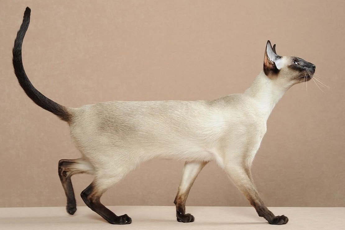 Самый худой кот в мире - 70 фото