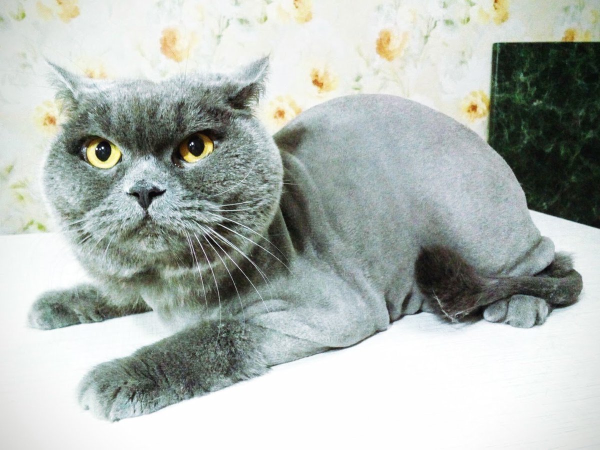 Подстриженный кот британец - 73 фото