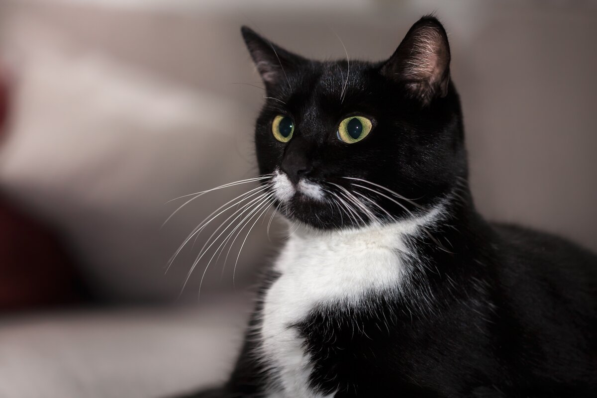Черный кот с белыми усами - 62 фото
