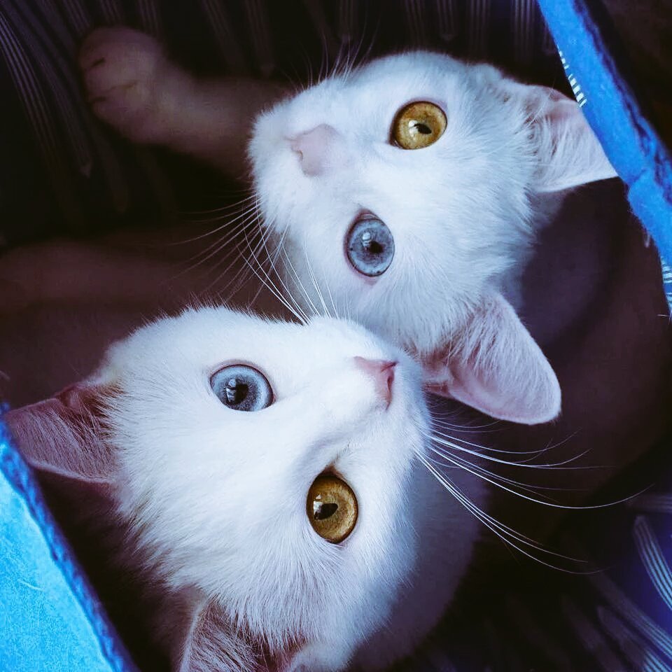 Сестренка кошка. Милые котики с разными глазами. Коты Близнецы. Котята двойняшки. Кошки близняшки.