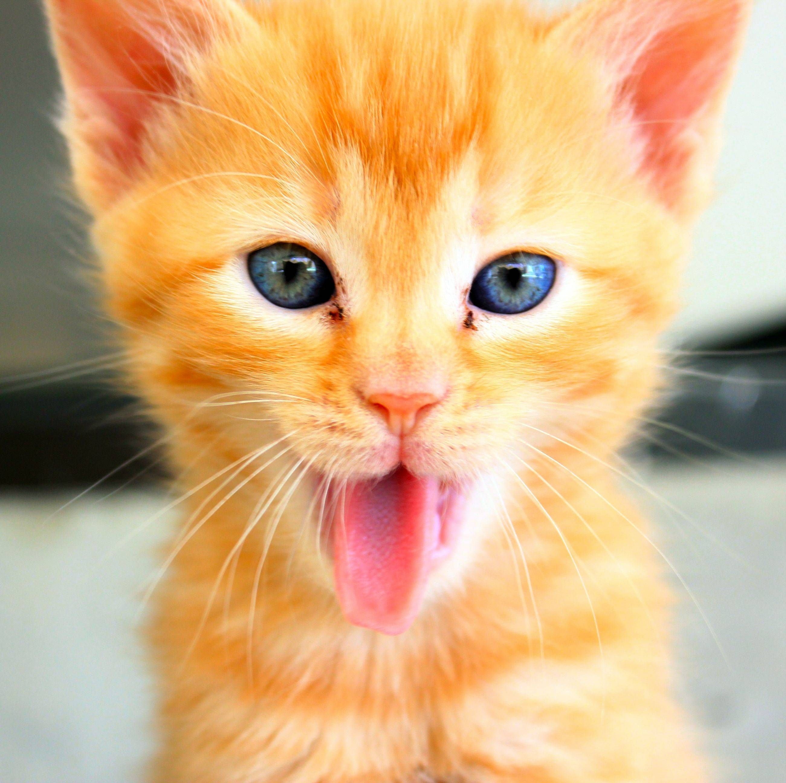 Оранжевый котенок - 46 фото