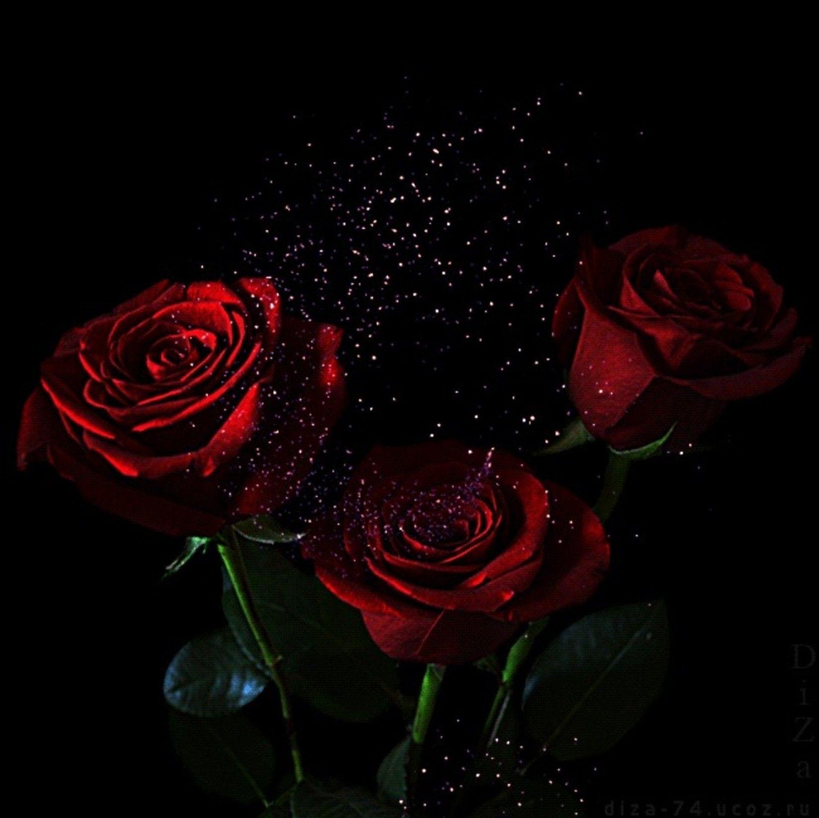 Розы спи любимая. Цветы на черном фоне. Красивые розы на черном фоне. Мерцающие красные розы. Анимированные розы.