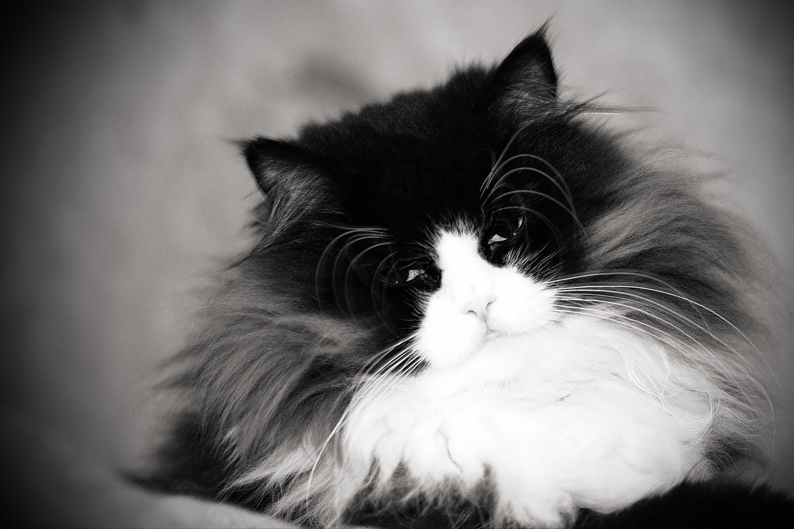 Черно белый пушистый котенок - 59 фото