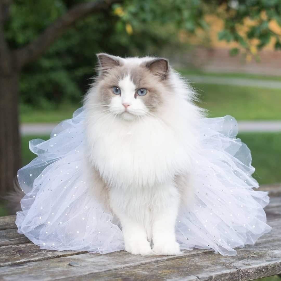 кошка в свадебном платье