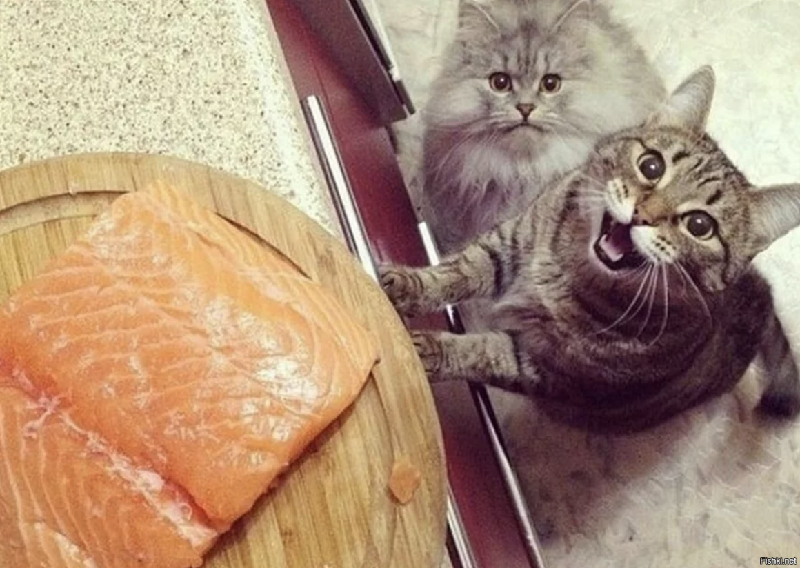 Целый голодный. Голодный кот. Котик с едой. Еда для котят. Голодный котенок.