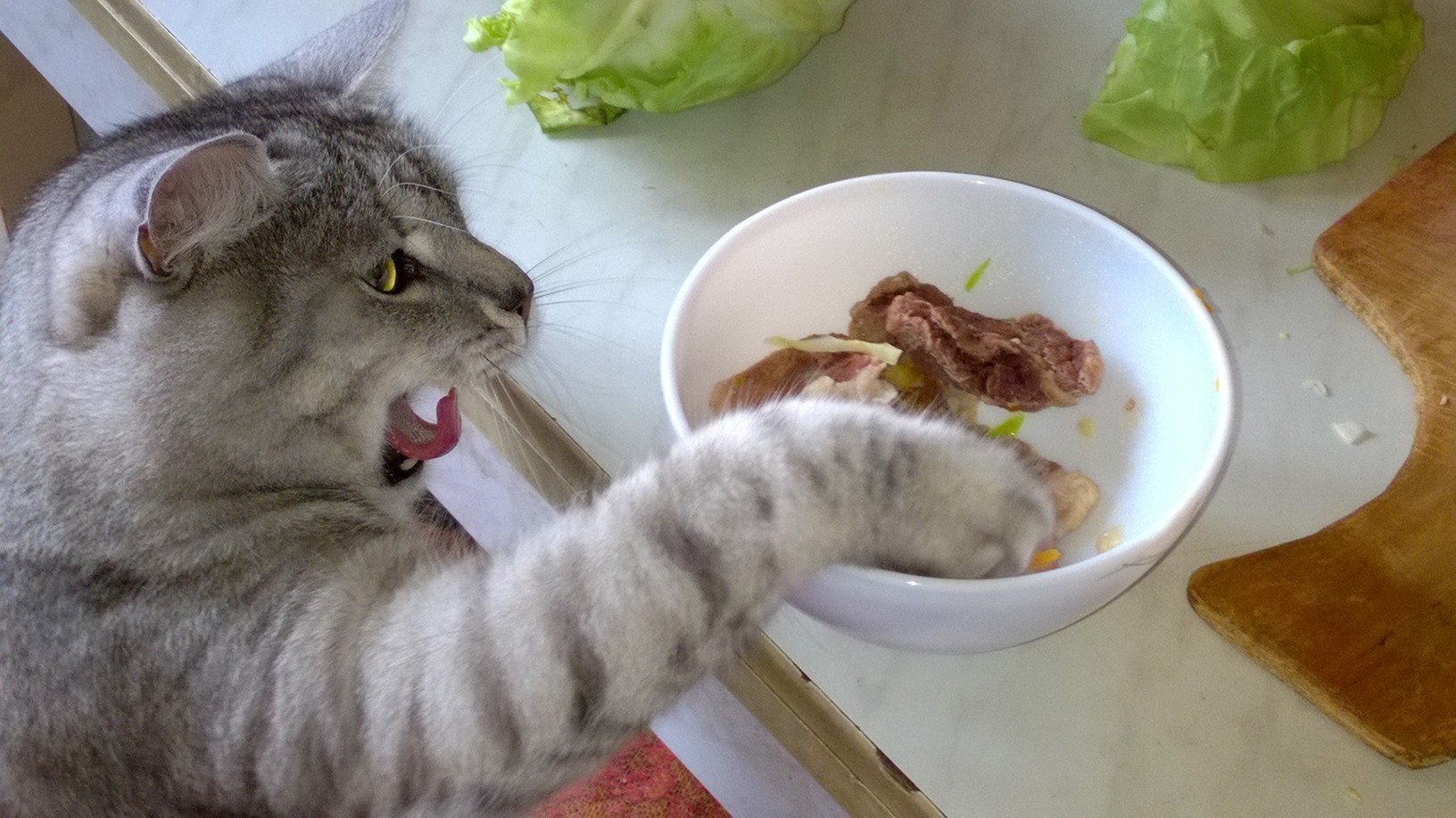 Полу голодный. Голодный кот. Кошка обедает. Голодный котенок. Кот проголодался.
