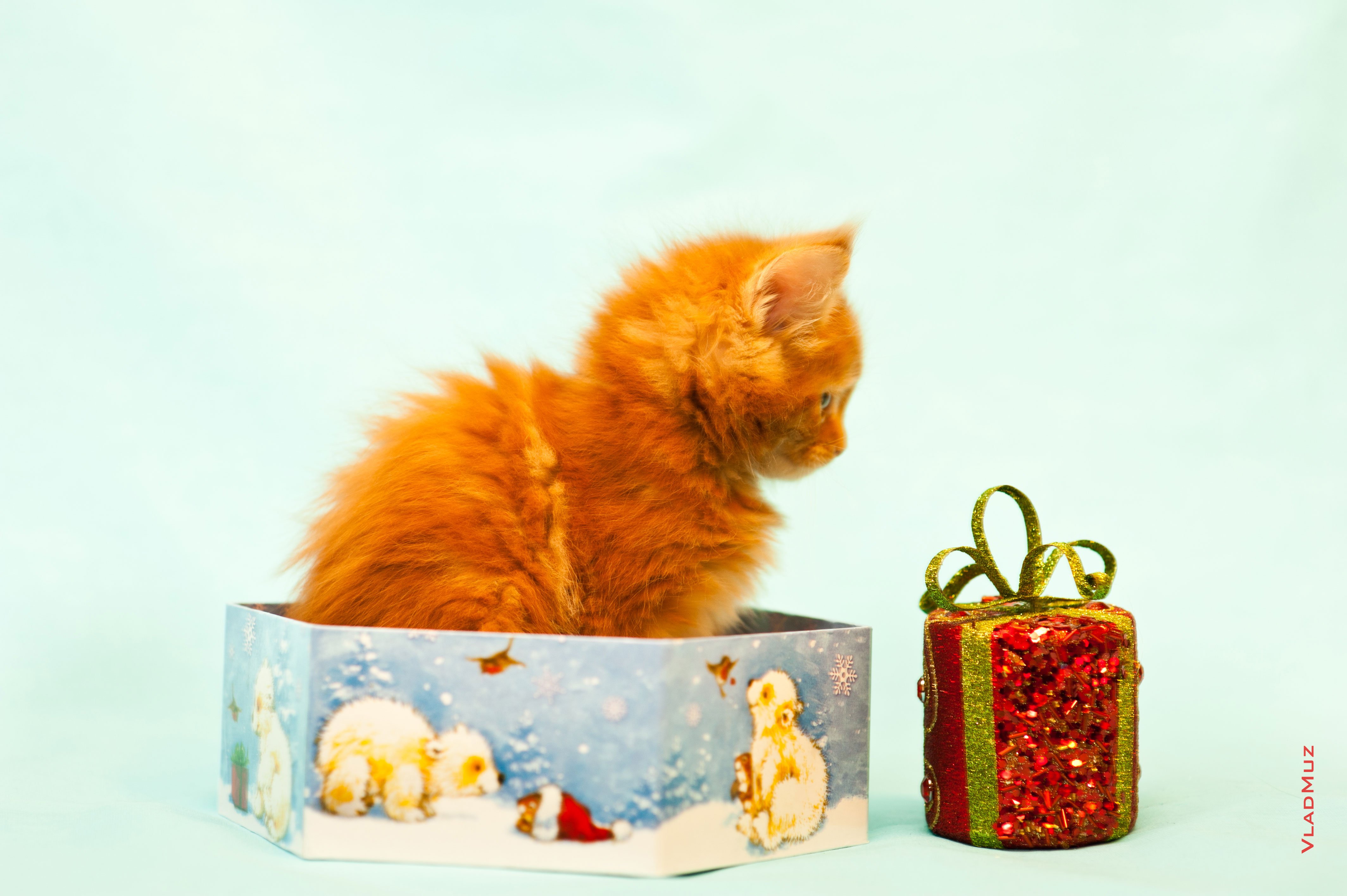 Открытки с рыжими котами. Котенок в подарочной коробке. Подарочная коробочка котик. Котенок в коробке подарок. С днем рождения котенок.